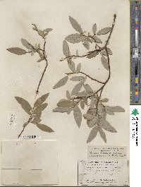 Salix farrae image