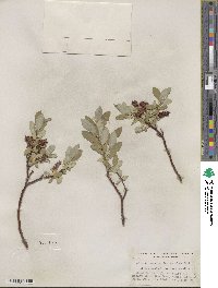 Salix farrae image