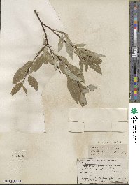 Salix farrae var. microserrulata image