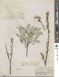 Salix farrae image