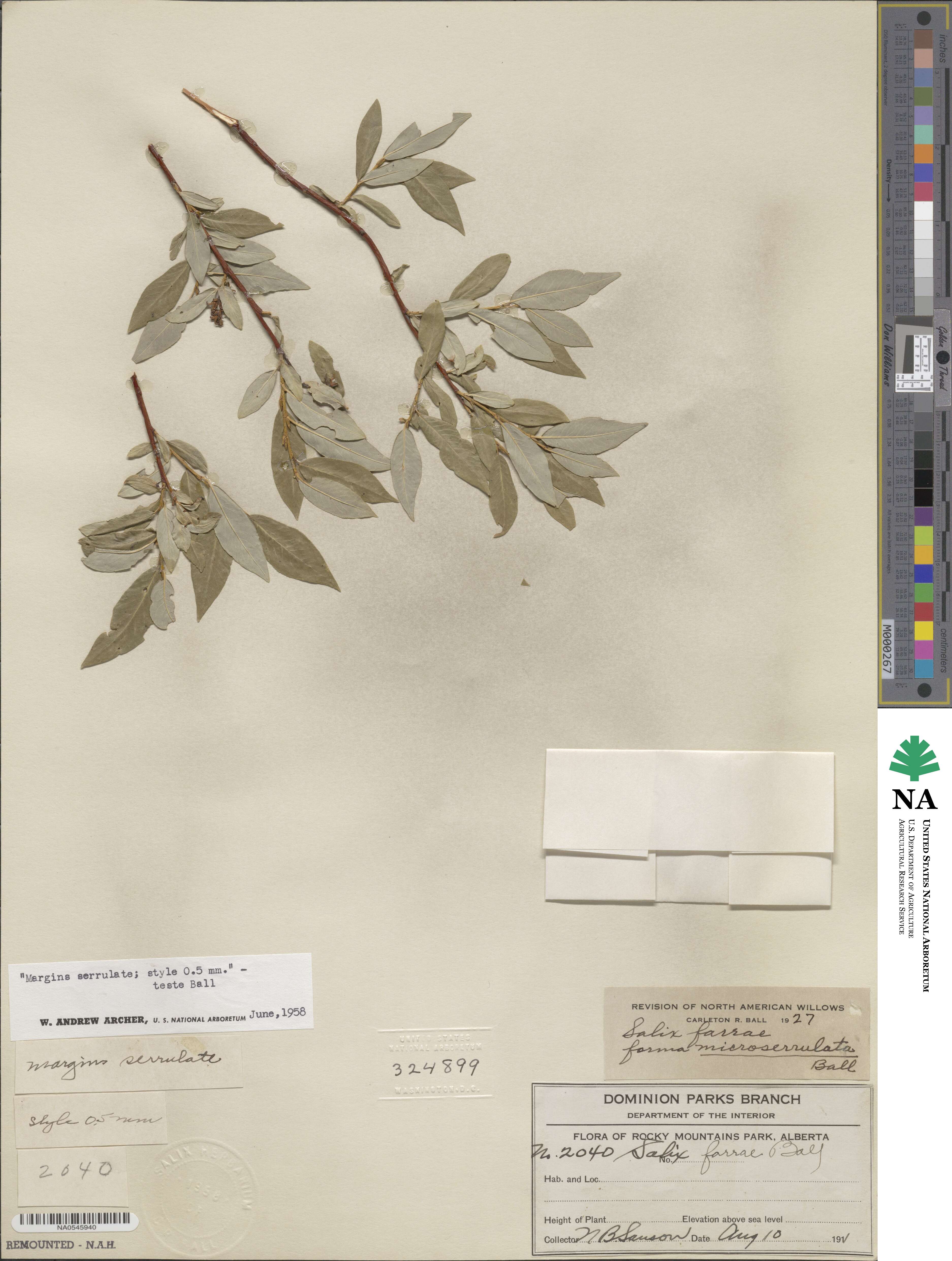 Salix farrae image