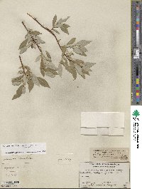 Salix farrae image