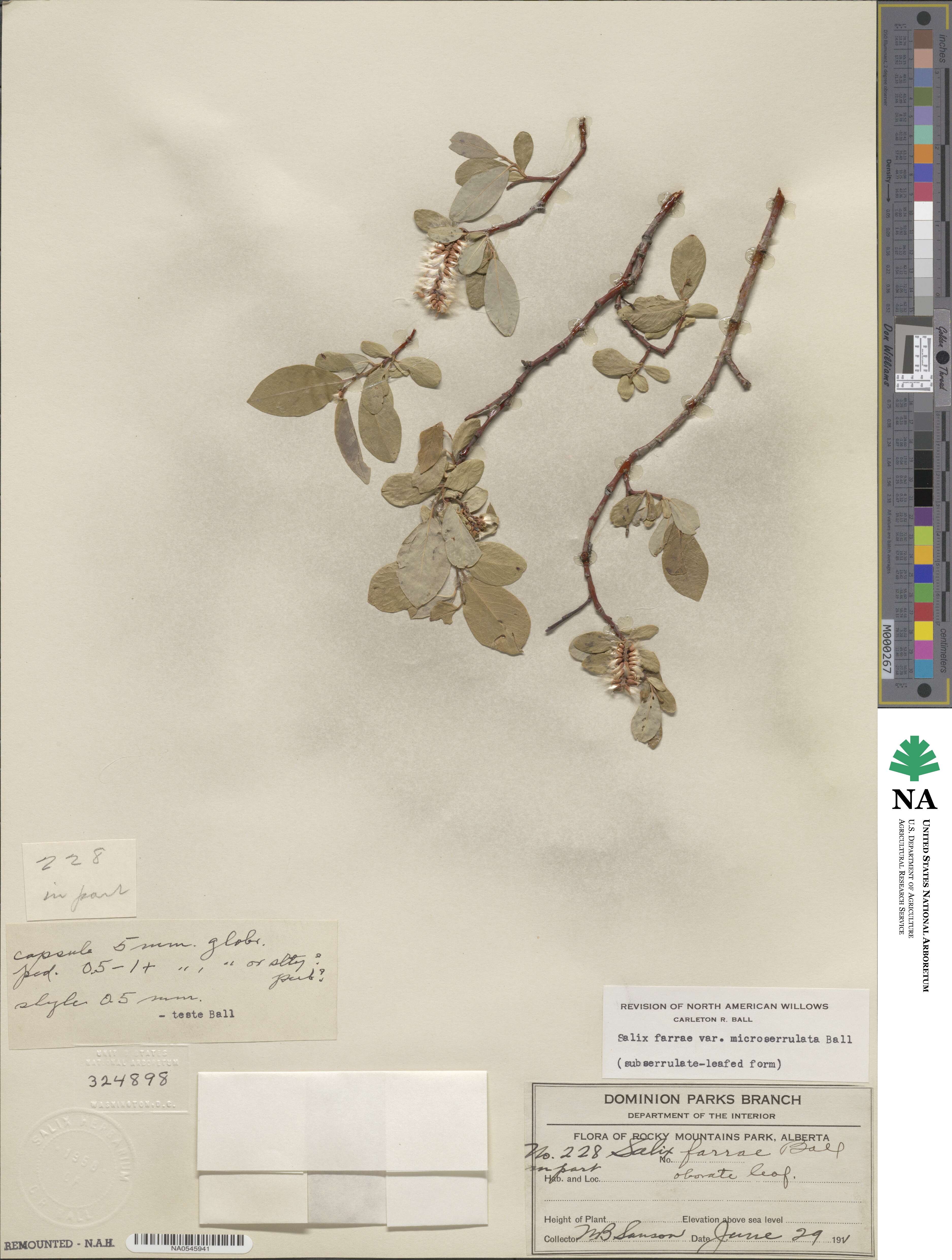 Salix farrae image