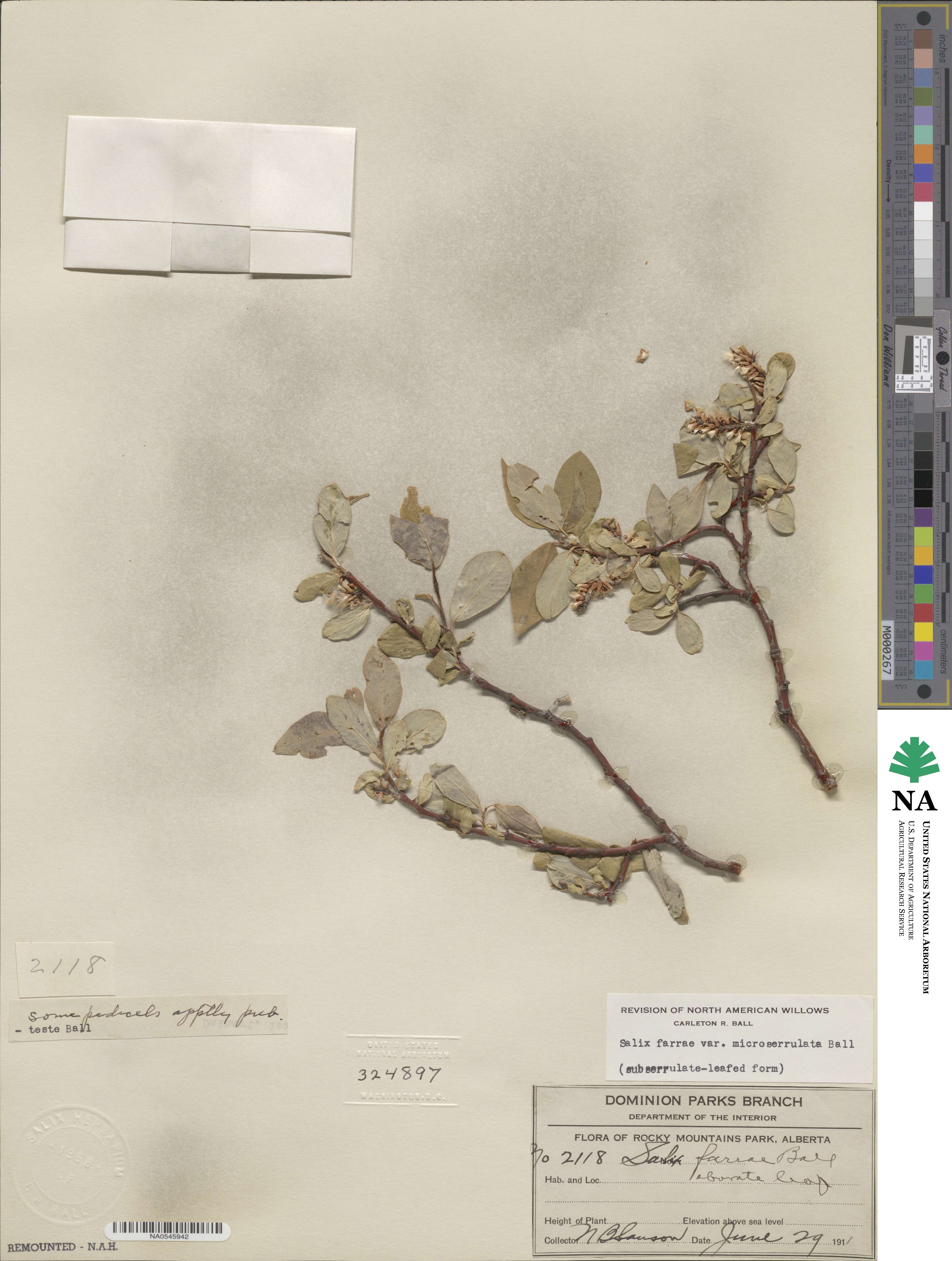 Salix farrae image