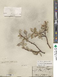 Salix farrae image