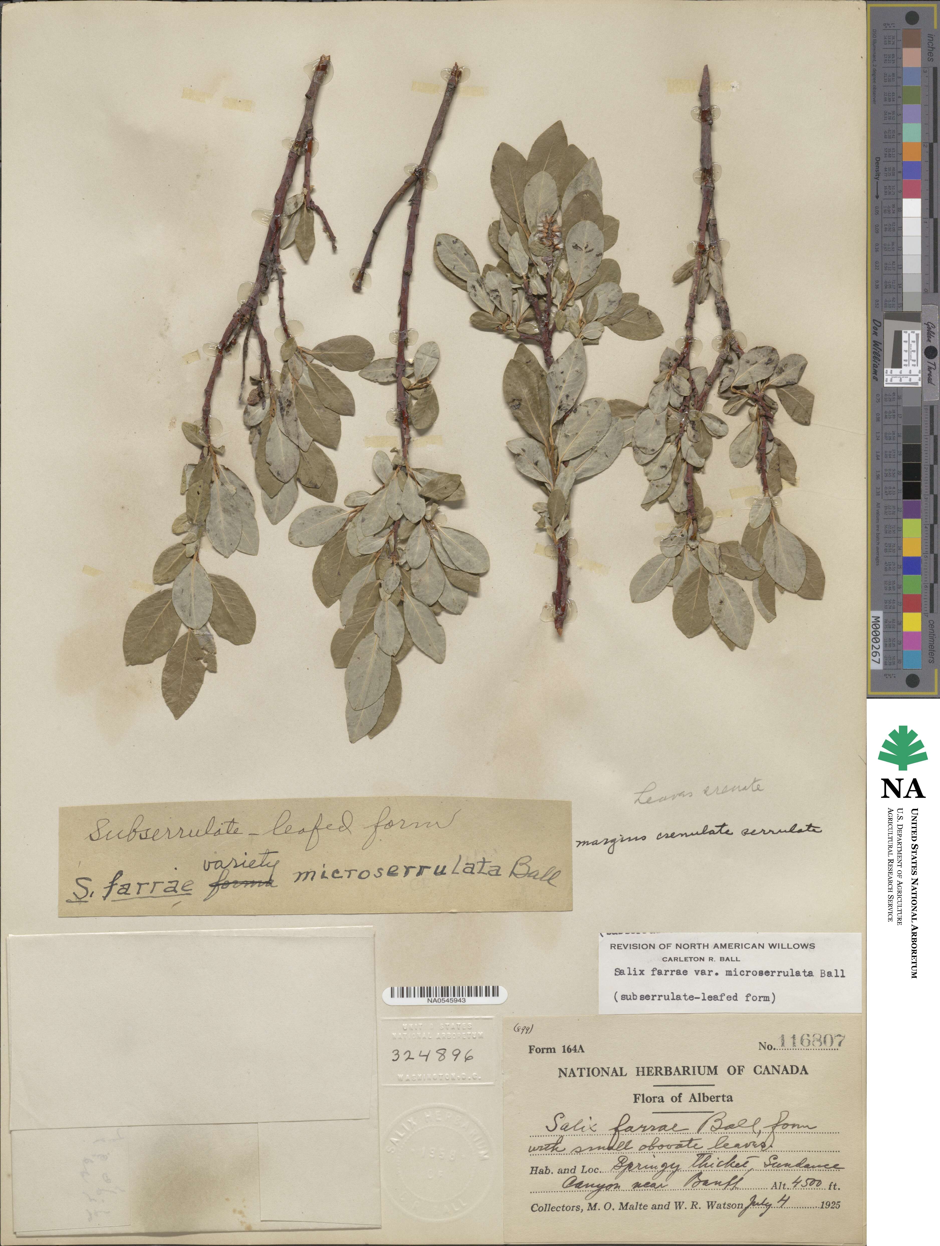 Salix farrae image