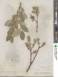 Salix farrae var. microserrulata image