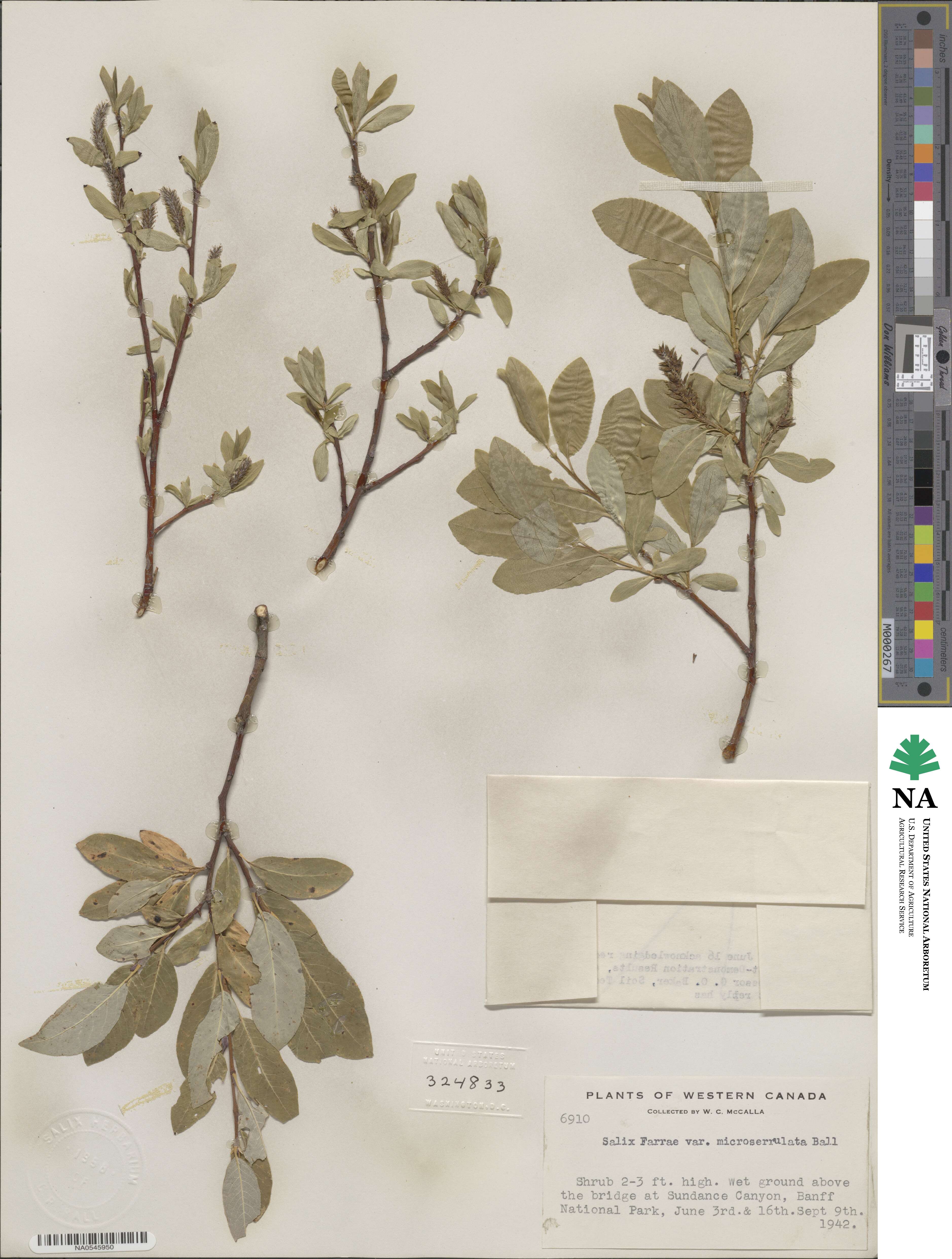 Salix farrae var. microserrulata image