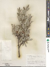 Salix farrae image