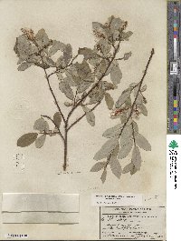 Salix farrae image