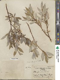 Salix farrae image