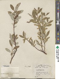 Salix farrae image