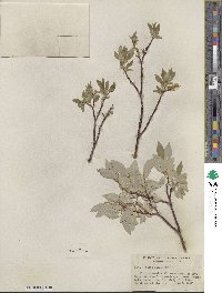 Salix farrae image