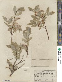 Salix farrae image