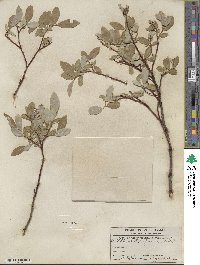 Salix farrae image