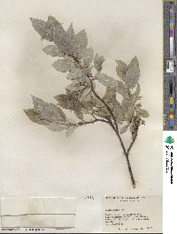 Salix farrae image