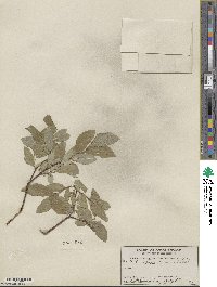 Salix farrae image