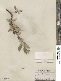 Salix farrae image