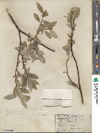 Salix farrae image