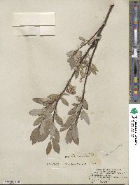 Salix farrae image