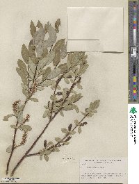 Salix farrae image