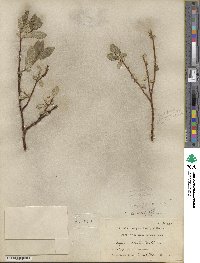 Salix farrae image