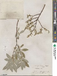 Salix farrae image