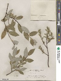 Salix farrae image