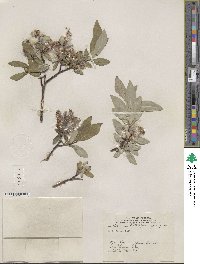 Salix farrae image