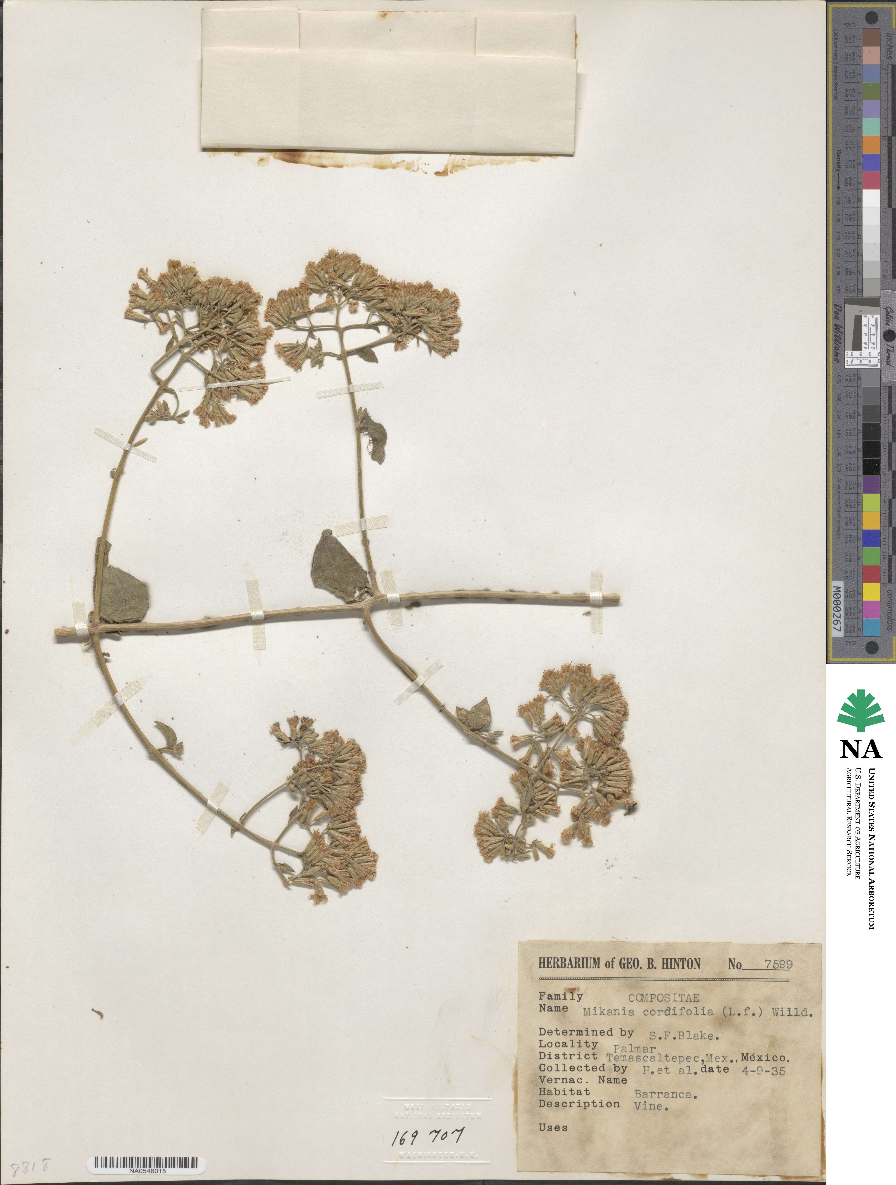 Mikania cordifolia image