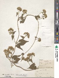 Mikania scandens image