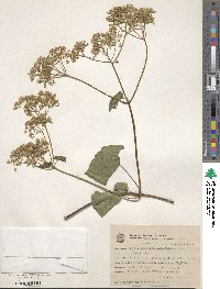 Image of Mikania campanulata