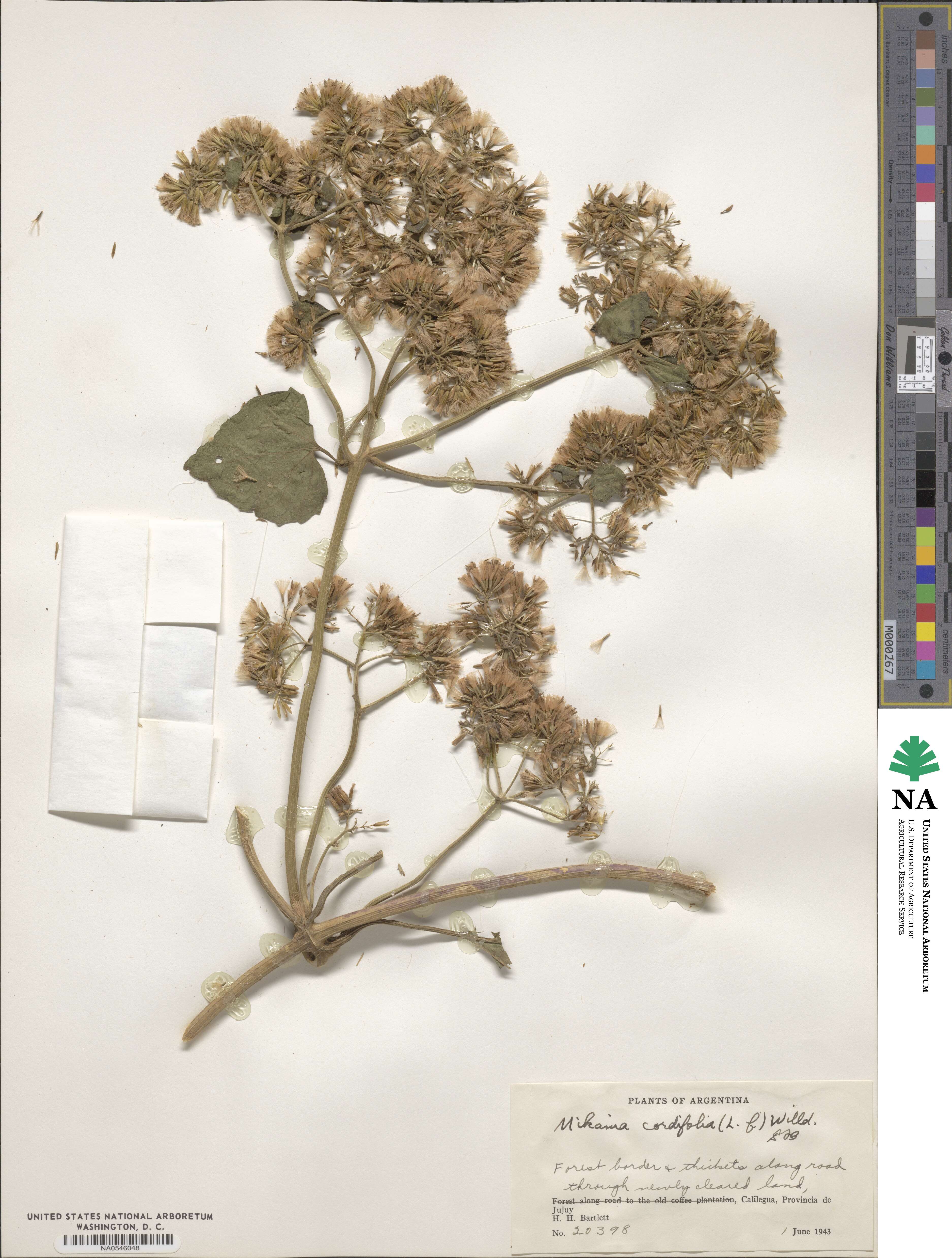 Mikania cordifolia image