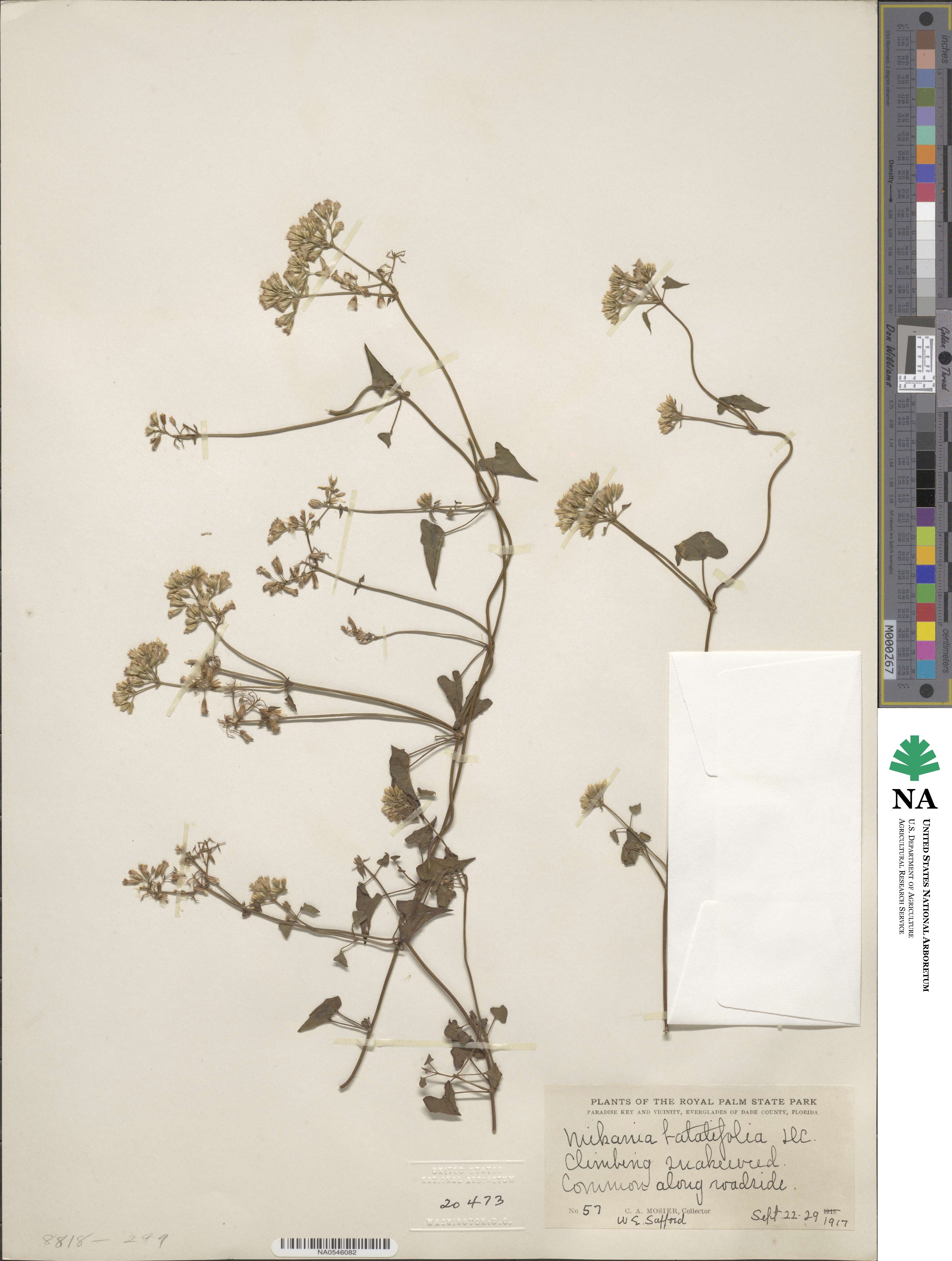Mikania micrantha image