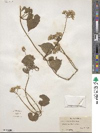 Mikania scandens image