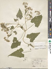 Mikania scandens image