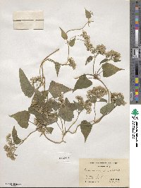 Mikania scandens image