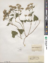 Mikania scandens image