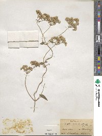 Mikania scandens image