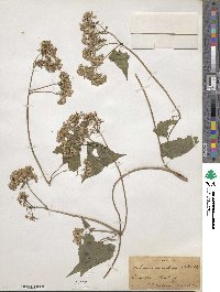 Mikania scandens image