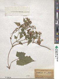 Mikania scandens image