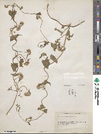 Mikania scandens image