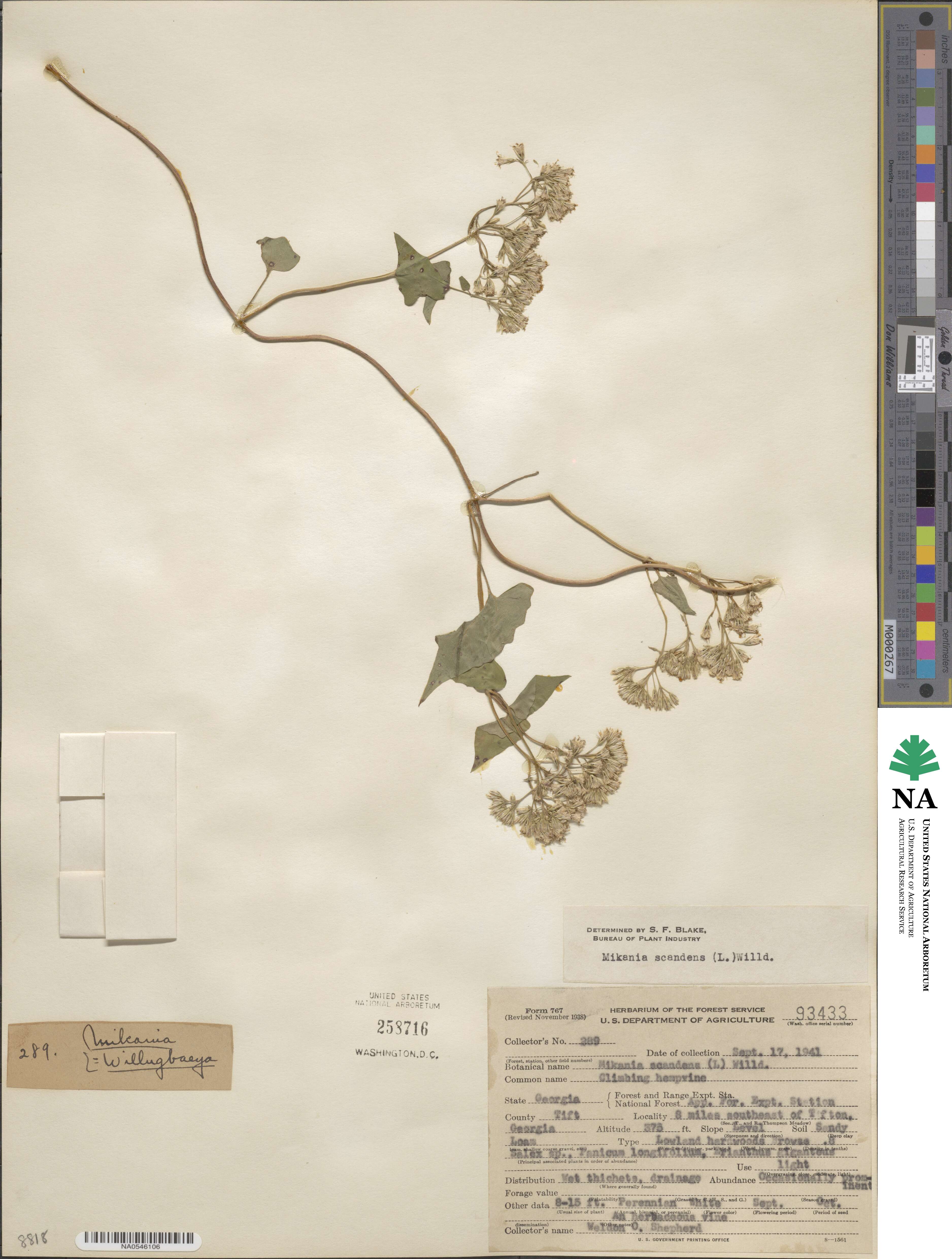 Mikania scandens image