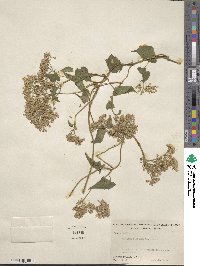 Mikania scandens image