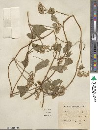 Mikania scandens image