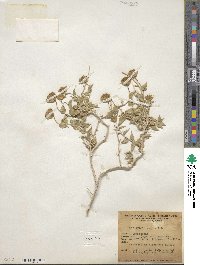 Brickellia atractyloides var. arguta image