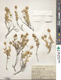 Brickellia atractyloides var. arguta image