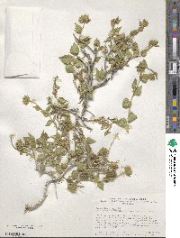 Brickellia atractyloides image