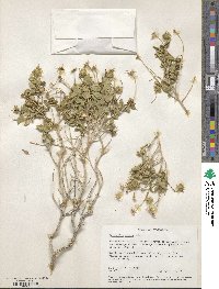 Brickellia atractyloides var. arguta image