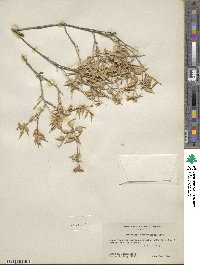 Brickellia atractyloides image